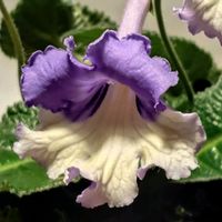 ストレプトカーパス,ストレプトカーパス フォーチュンバタフライ,花のある暮らし,イワタバコ科,北海道からの画像