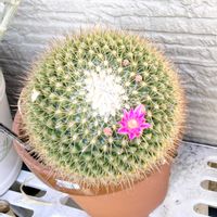 多肉植物,鉢植え,サボテンの花の画像