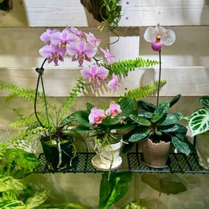 胡蝶蘭,ミニ胡蝶蘭,パフィオペディラム・デレナティ,ファレノプシス シレリアナ,シダ植物の画像