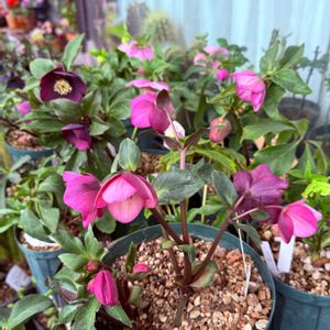 クリスマスローズ,クリスマスローズ,ベランダガーデニング,バルコニーガーデニング,クリスマスローズ愛同盟の画像