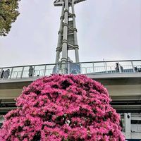 マンサク,ベニバナトキワマンサク,GS今日のお花,２０２０年５月同期,Imagine♫の画像