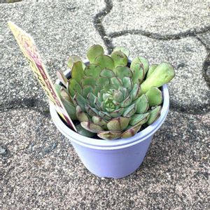 神奈川タニラー,多肉男子,ミックスベリア 一覧表の画像