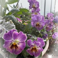 クレロデンドルム・ブルーウィング,パンジー シエルブリエ,植物園,ガーデニング,小さな幸せ♡の画像
