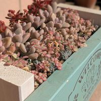 リトルミッシー,紅稚児,パープルヘイズ,メルヘン。,寄せ植えの画像