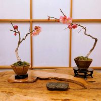 ウメ,盆栽,小品盆栽,ミニ盆栽,豆盆栽の画像