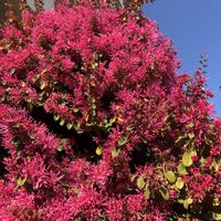 マンサク,ベニバナトキワマンサクの画像