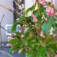 アセビ,サンシュユ,干し柿,黒磯の画像