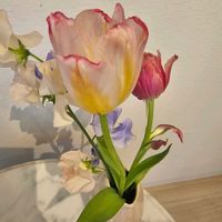 スイートピー,チューリップの画像
