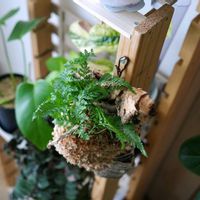 トキワシノブ,トキワシノブ,観葉植物,着生植物,室内組の画像