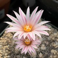 サボテン,多肉植物,開花,サボテンの花,ピンクの花の画像