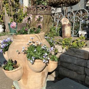 フェデネージュ モネ積みわら,丸森産ビオラ,ナチュラルガーデン,自然が好き,GS映えの画像