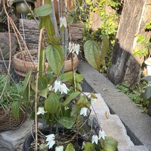 冬色のメロディー（アンスンエンシス）,ナチュラルガーデン,自然が好き,GS映え,GS日和の画像