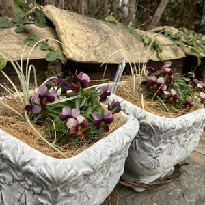 箕輪菫(みのわすみれ),ナチュラルガーデン,自然が好き,GS映え,GS日和の画像