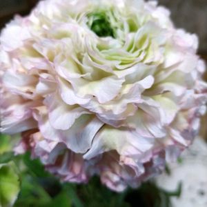 アネモネ,アネモネ,オウバイ,オウバイ,サイネリアの画像