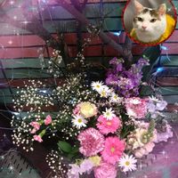 ガーベラ,ガーベラ,ニャンニャン祭り,みちのすけさんのニャンニャン祭り,いつも心に太陽をの画像