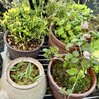 オウバイ,クレマチス,サギソウ,ダイモンジソウ,ナツオウバイの画像