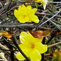 オウバイ,オウバイ,ヒメリュウキンカ,ヒメリュウキンカ,ドラセナ・コンシンネの画像