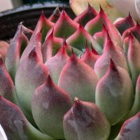 マリア,パンジー綴化,相府蓮×桃太郎,多肉植物,葉挿しの画像