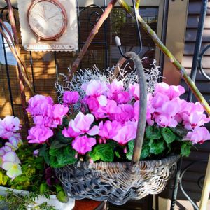 プラチーナ,八重咲きクリスマスローズ,ガーデンシクラメン・フェアリーピコ,ハンキング,白い花の画像