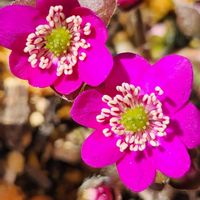 雪割草,雪割草,玄関前,可愛い❤の画像