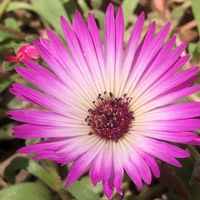 デージー,リビングストンデージー,花のある暮らし,今日のお花,浜名湖ガーデンパークの画像