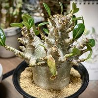 アデニウム アラビカム,多肉植物,アデニウム属,神奈川タニラー,多肉女子の画像