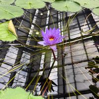 ハス,神戸どうぶつ王国の画像