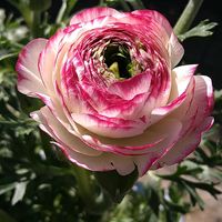 イベリス,イベリス,ラナンキュラス,ラナンキュラス,ラナンキュラスの画像