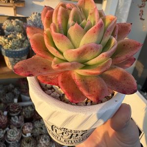 エケベリア ラズアガ,ラズアガ錦,アイスラブリーローズ錦,多肉植物,かわいいの画像