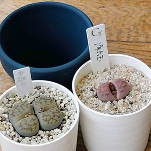 リトープス 春雛玉,源氏玉,多肉植物,メセン,多肉大好きの画像