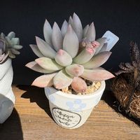 ラコムビーナス,多肉植物,かわいい,多肉棚,成長記録の画像