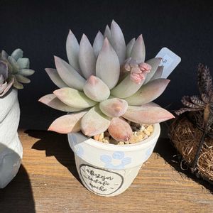 ラコムビーナス,多肉植物,かわいい,多肉棚,成長記録の画像