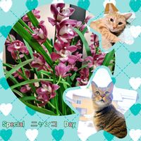 シンビジウム,洋ラン,花のある暮らし,植物のある暮らし,豪華なお花の画像