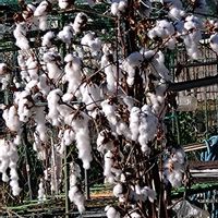 ワタ,ワタ,棉(わた),綿（わた）,いつもの散歩道の画像