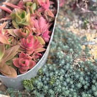 火祭り,桜ぼたん多肉,マイ庭　セダム,マイ庭　セダム,マイ庭セダムの画像