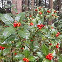 センリョウ,お出かけ先の画像