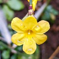 オウバイ,黄梅,ウンナンオウバイ,オウバイモドキ,今日のお花の画像