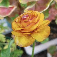 ビオラ,ビオラ,ラナンキュラス ラックス サティロス,ラナンキュラス ラックス サティロス,ラナンキュラス ラックス サティロスの画像