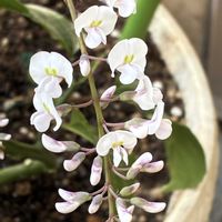 ハーデンベルギアの画像