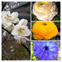 しだれ梅,いろとりどりの画像