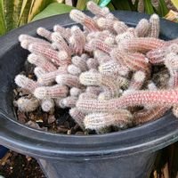 サボテン ビャクダン,多肉植物,ガーデニング,ボタニカルライフ,お庭の植物の画像