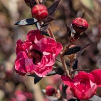 ギョリュウバイの画像