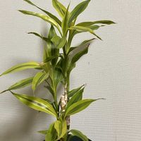 ドラセナ・サンデリアーナ,ドラセナ（サンデリアーナゴールド）,ドラセナ　サンデリアーナゴールド,ドラセナ属,葉っぱ好きの画像