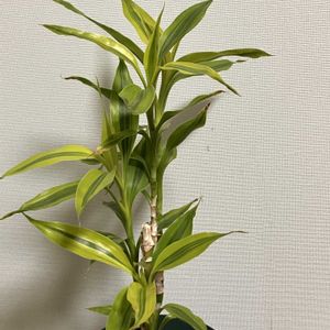 ドラセナ・サンデリアーナ,ドラセナ（サンデリアーナゴールド）,ドラセナ　サンデリアーナゴールド,ドラセナ属,葉っぱ好きの画像