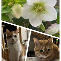 クリスマスローズ,クリスマスローズ,シンビジウム,シンビジウム,チャコの画像