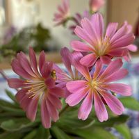 レウィシア,レウィシア　ピンク,新宅２階の階段の手すり,美しい花,私のお気に入りの画像