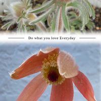 オキナグサ,翁草,スプリングエフェメラル,小さい庭,平和を願うの画像