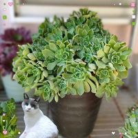 アボカド,黒法師,レモネード,多肉植物,緑のある暮らしの画像