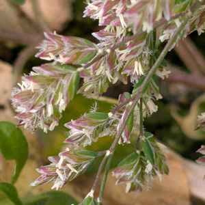 スズメノカタビラ,スズメノカタビラ,スズメノカタビラ・葉,スズメノカタビラ・花,山野草の画像
