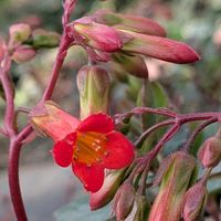 カランコエ,カランコエ　ミラベラ,カランコエ　ミラベラの蕾,多肉植物,多年草の画像